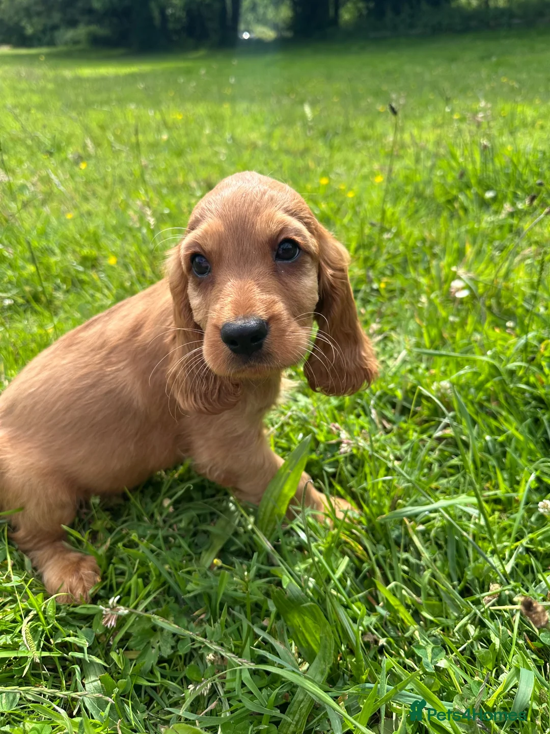 Cockalier dogs for sale: Stunning Boys Ready Now - Advert 2