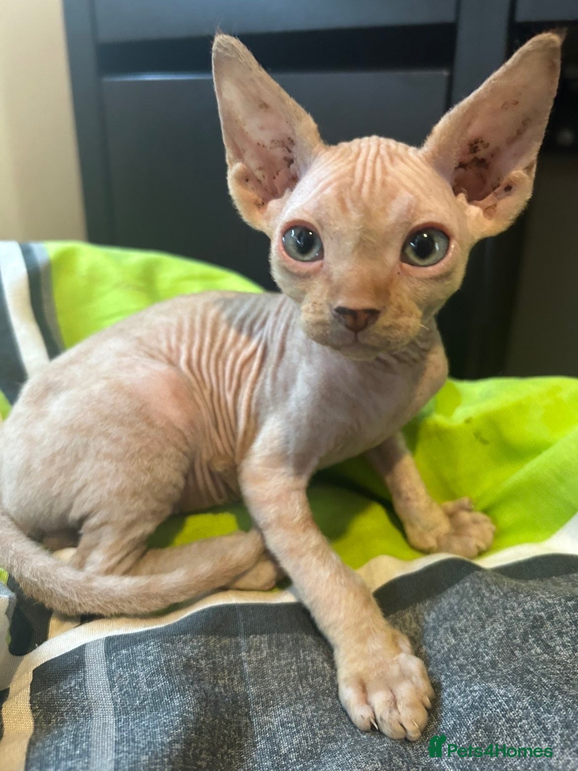 Sphynx cats 5 Canadian Sphynx kittens for sale - Advert 13