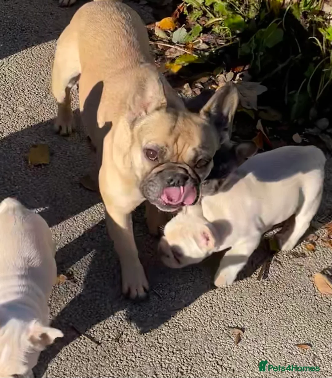 French Bulldog dogs for sale: KC REGISTERED QUALITY FRENCH BULLDOG PUPPIES  - Advert 33