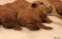 Labrador Retriever dogs for sale: ⭐️ ⭐️⭐️⭐️⭐️  FOX RED KC VET CHECKED, FIRST VAC - Image 3