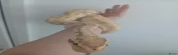Python Snake reptiles for sale: Banana Morph Royal Python - Advert 3