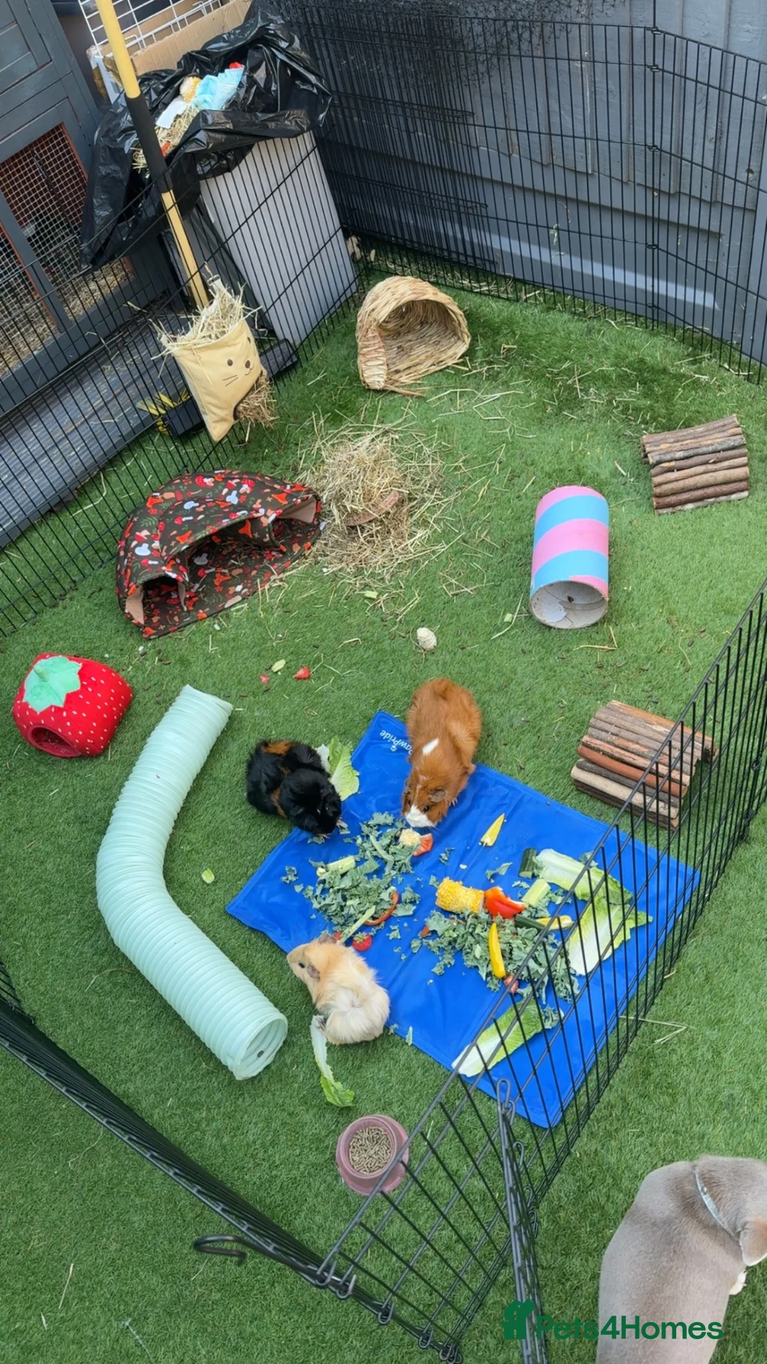 Guinea Pig rodents for sale: Guinea pig girls need a new home  in Dartford - Advert 2