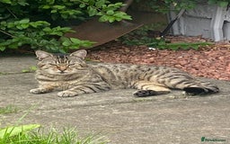 Bengal cats for sale: 3 bengal x cross kittens  - Image 14