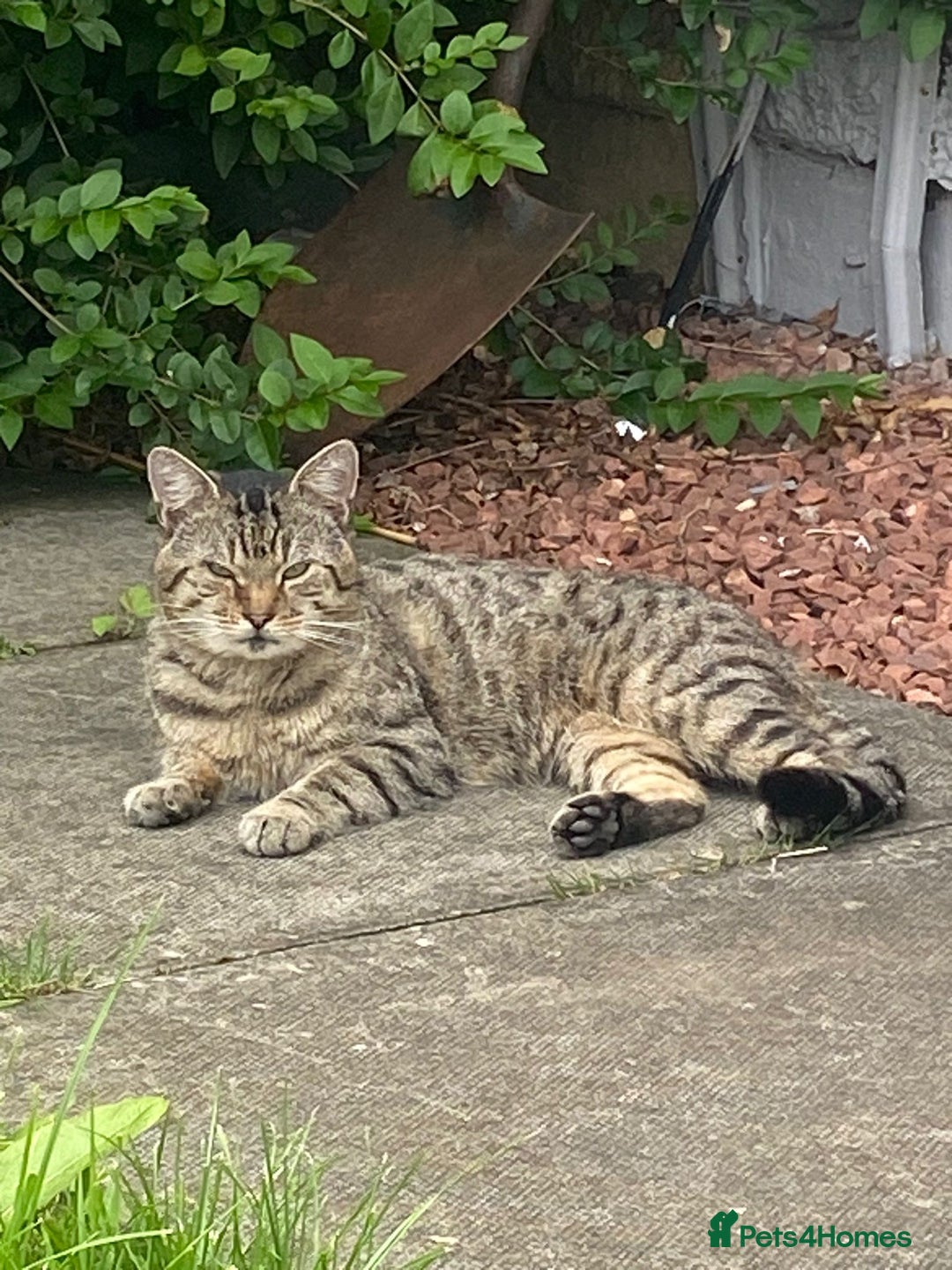 Bengal cats for sale: 3 bengal x cross kittens  - Image 14