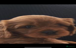 Cavapoo dogs for sale: DNA Health Tested Cavapoos  - Image 13