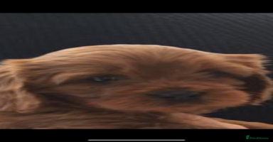 Cavapoo dogs - Advert 1