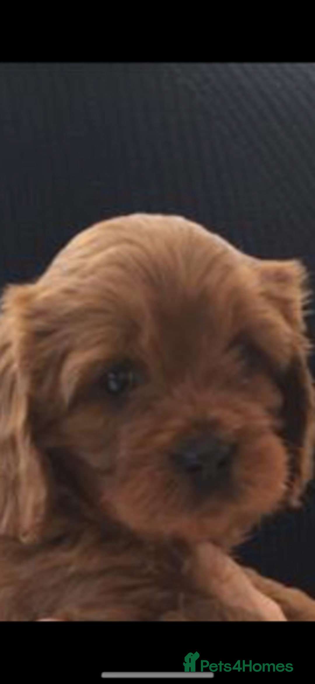 Cavapoo dogs for sale: DNA Health Tested Cavapoos  - Image 13
