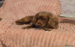 Cocker Spaniel dogs for sale: 5th generation kc reg wcs  - Image 5