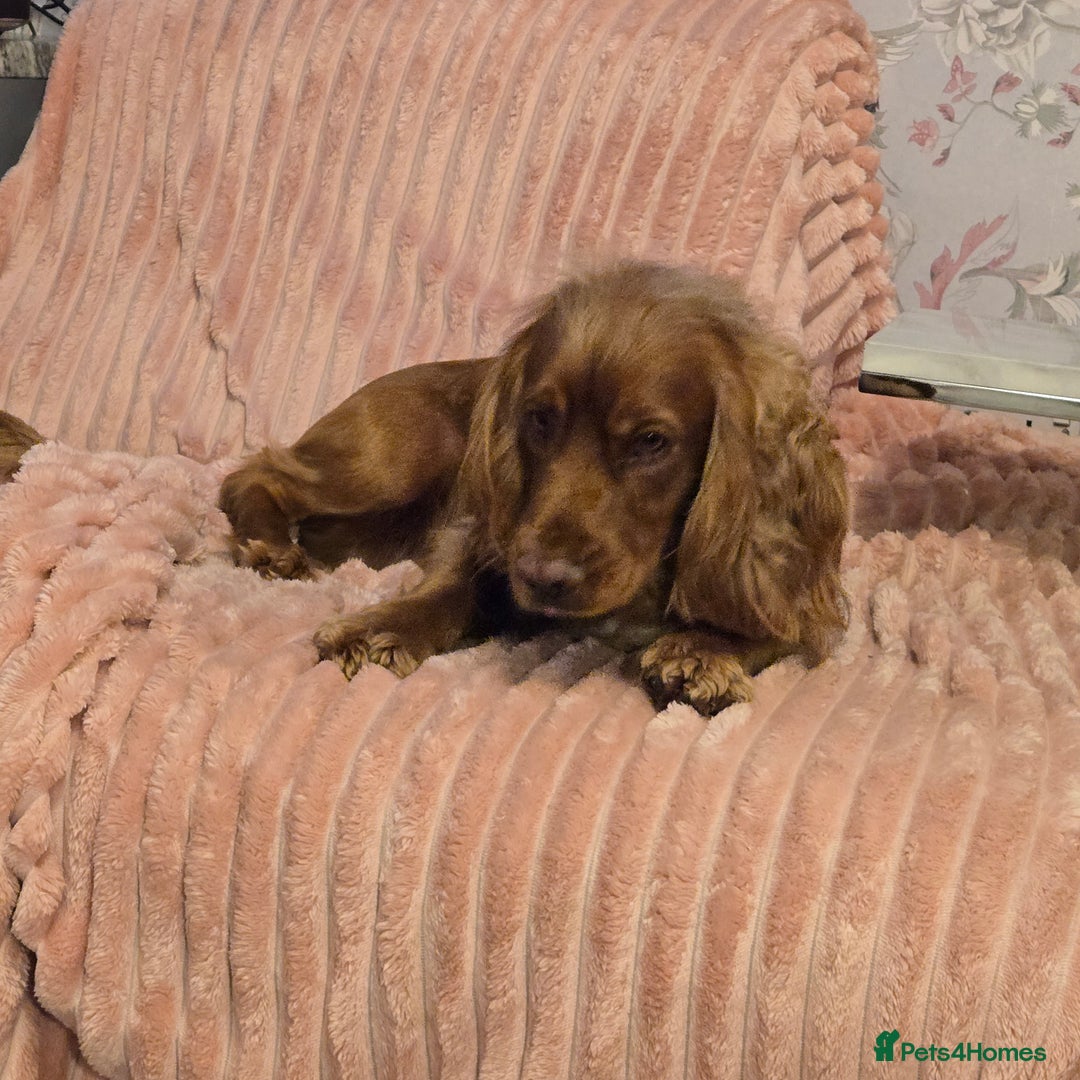 Cocker Spaniel dogs for sale: 5th generation kc reg wcs  - Image 5