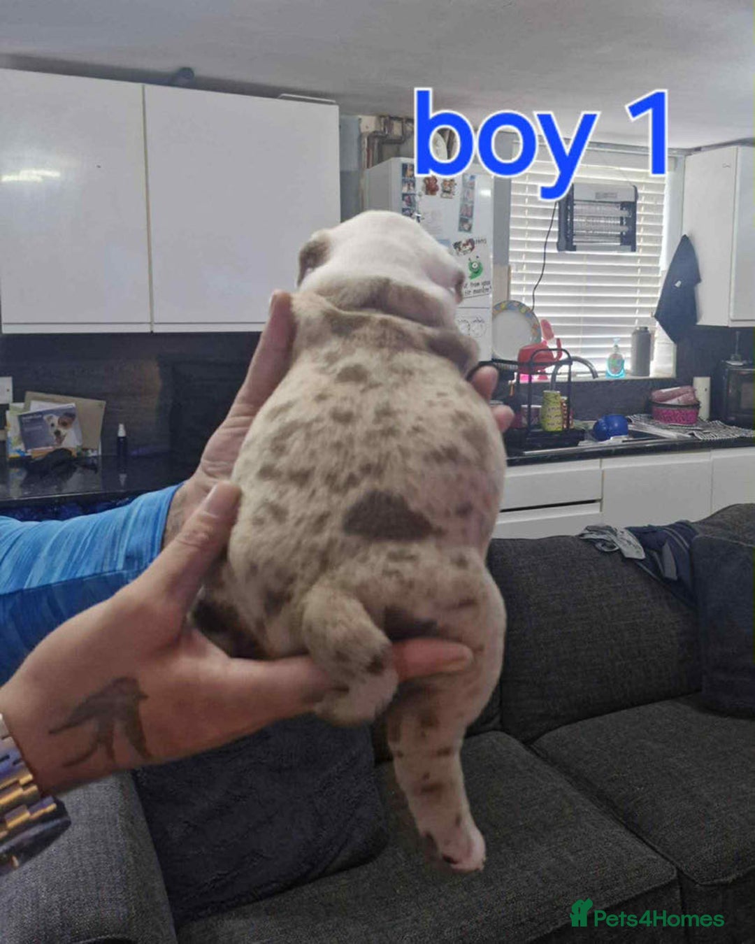 Old Tyme Bulldog dogs for sale: Oeb pups looking for forever homes 🏡  - Image 9