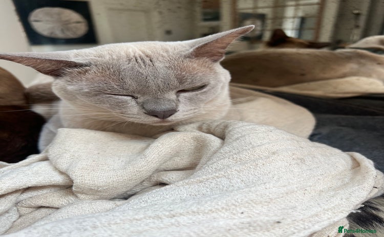 Burmese cats - Advert 2