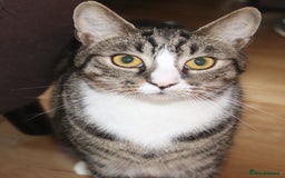 Domestic Shorthair cats for sale: Bonded mother-son cat pair looking for new home - Image 5