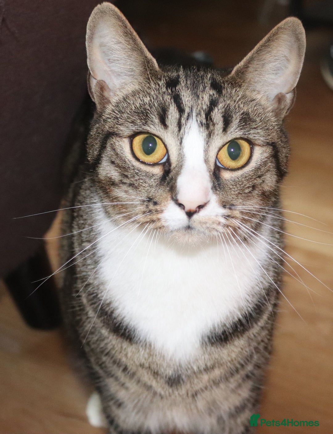 Domestic Shorthair cats for sale: Bonded mother-son cat pair looking for new home - Image 5