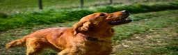 Golden Retriever dogs for sale: Traditional Dark Golden Retriever Puppy’s KC Reg - Advert 29