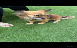 Mixed Breed dogs for sale: Adorable female is looking for new home - Image 1