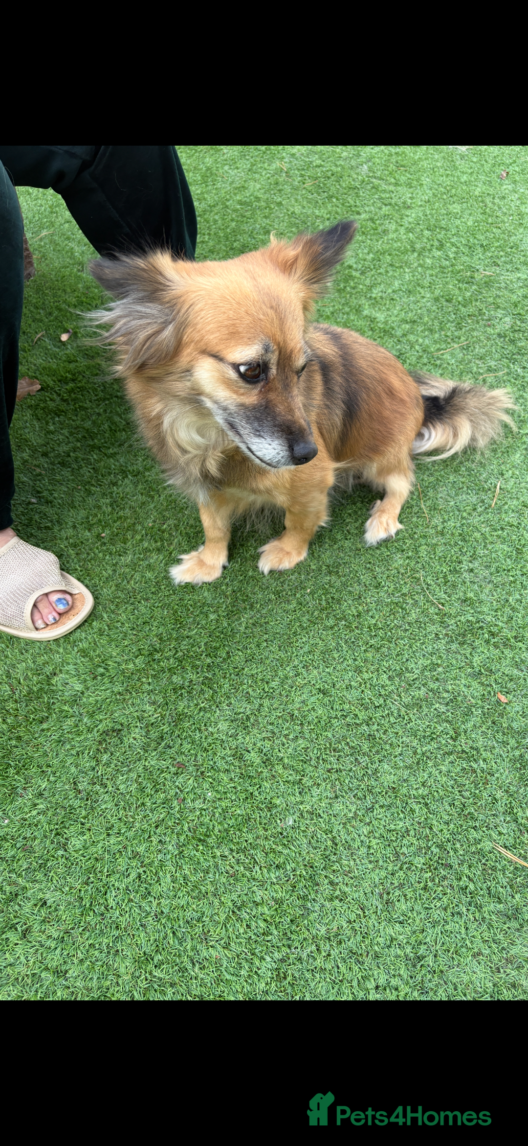 Mixed Breed dogs for sale: Adorable female is looking for new home - Image 1