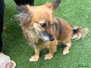 Mixed Breed dogs - Advert 10