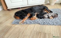 Cavapoo dogs for sale: F1 cavapoos puppies DNA Clear  - Image 3
