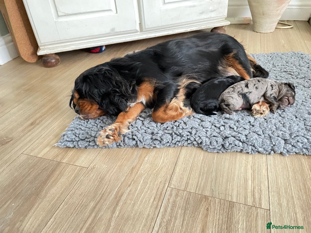 Cavapoo dogs for sale: F1 cavapoos puppies DNA Clear  - Image 3
