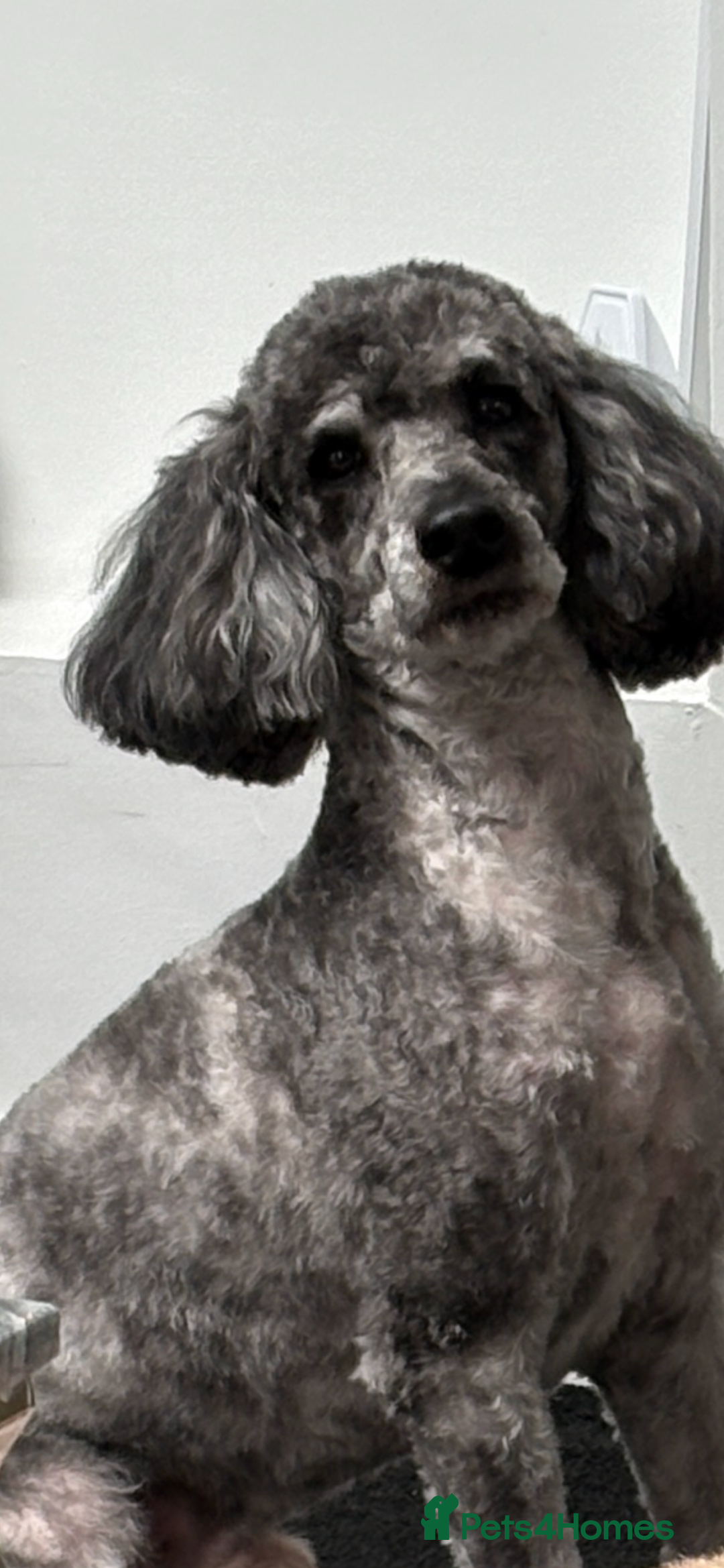 Poodle dogs for stud: Beautiful Poodle Stud - Image 5
