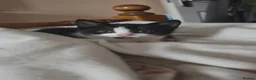 Domestic Shorthair cats for sale: Fluffy kittens - Advert 2
