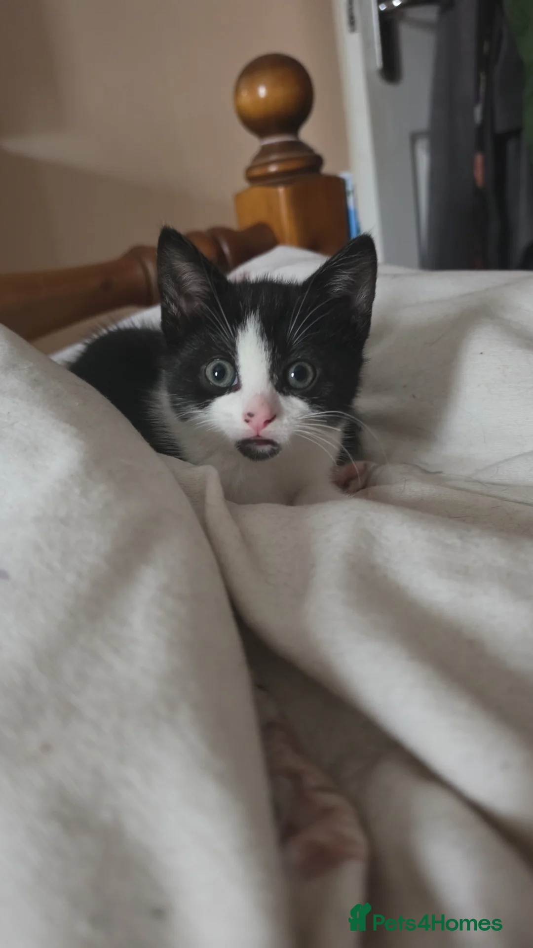 Domestic Shorthair cats for sale: Fluffy kittens - Advert 2