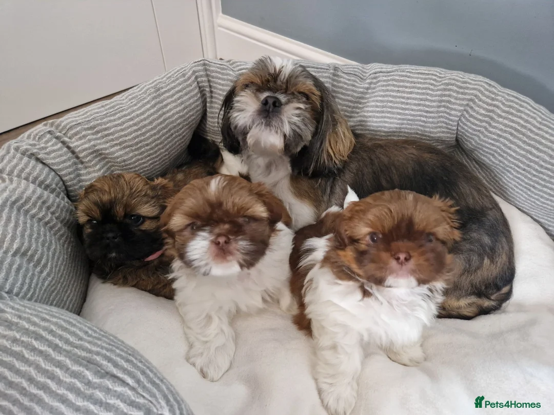 Shih Tzu dogs for sale: Shih tzu puppies looking for their forever home. in Leeds - Advert 18