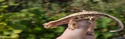 Gecko reptiles for sale: Various crested geckos - Advert 5