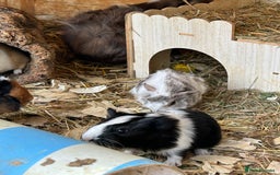 Guinea Pig rodents for sale: Baby Guinea Pigs - Image 8