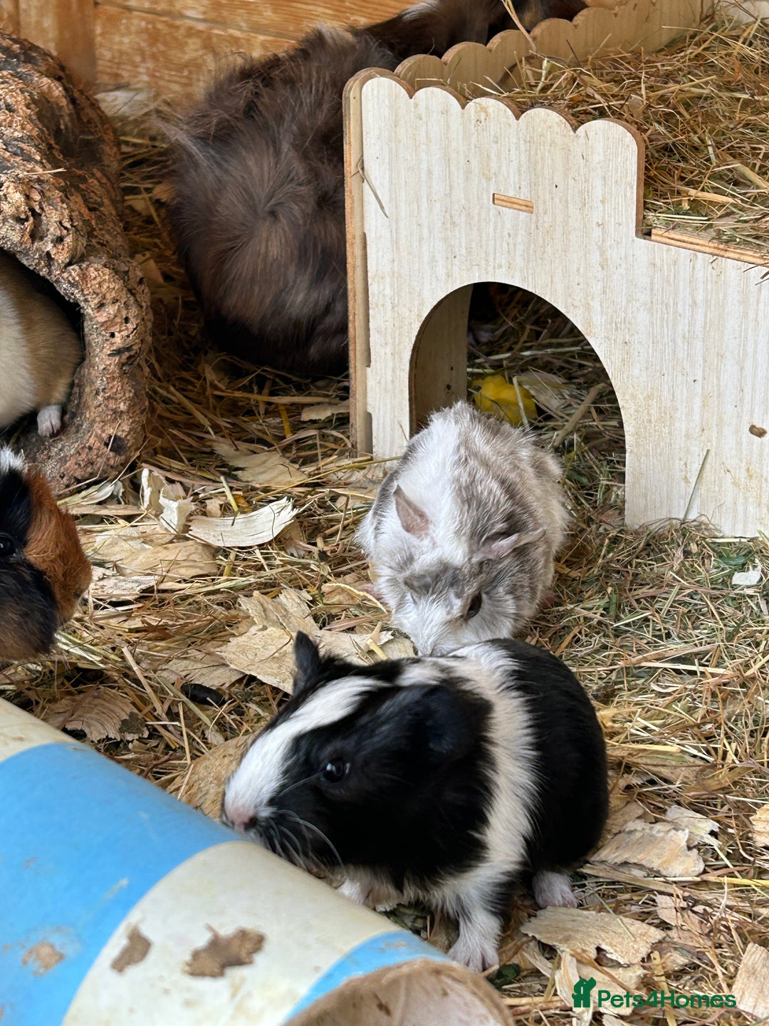 Guinea Pig rodents for sale: Baby Guinea Pigs - Image 8