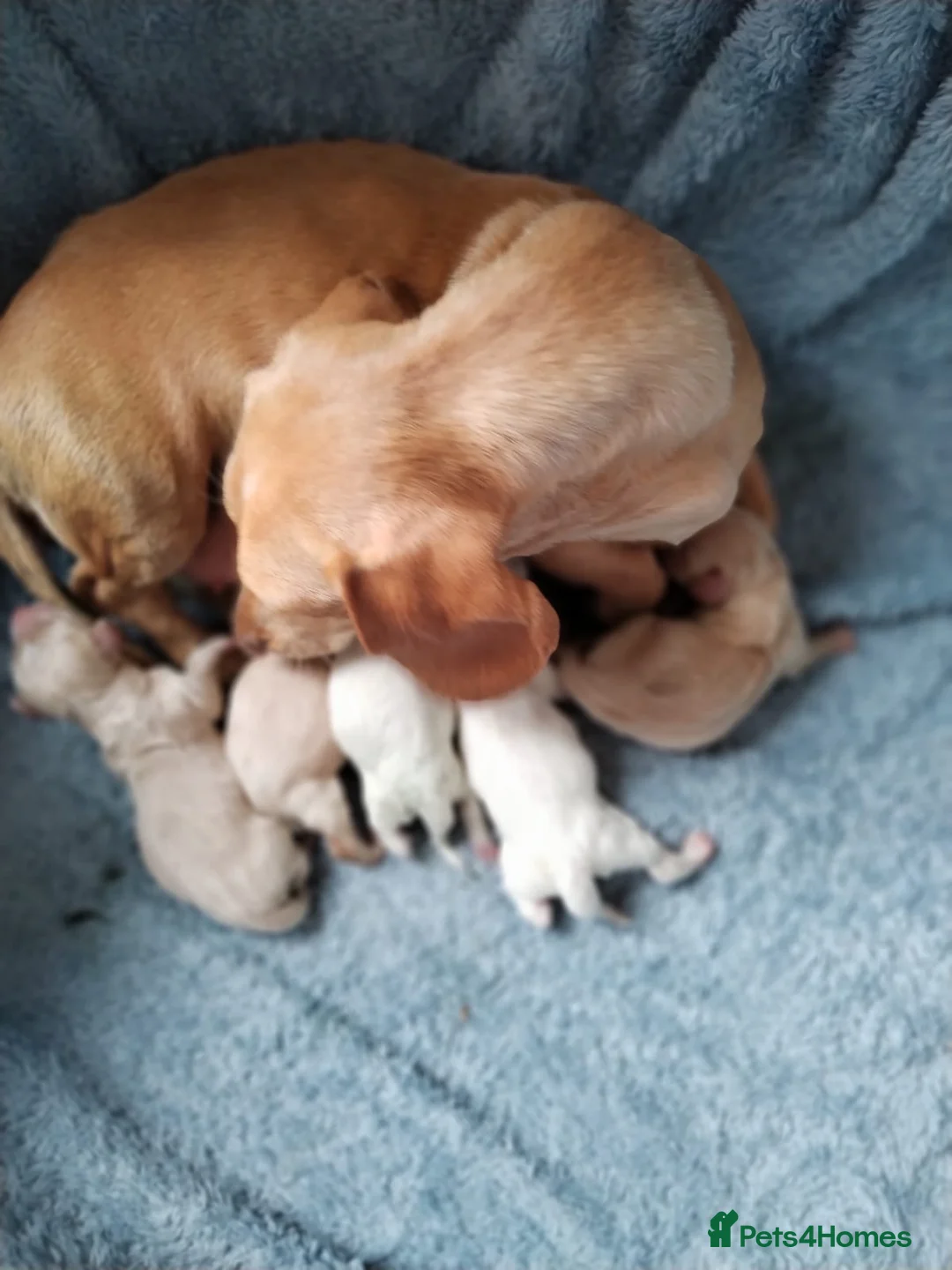 Miniature Dachshund dogs for stud: 🍦ALPHA mini cream Int/Int pied Smooth dachshund ! in Mexborough - Advert 27