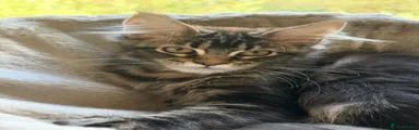 Maine Coon 4 (Red Collar) Black Amber Classic Tabby Martini