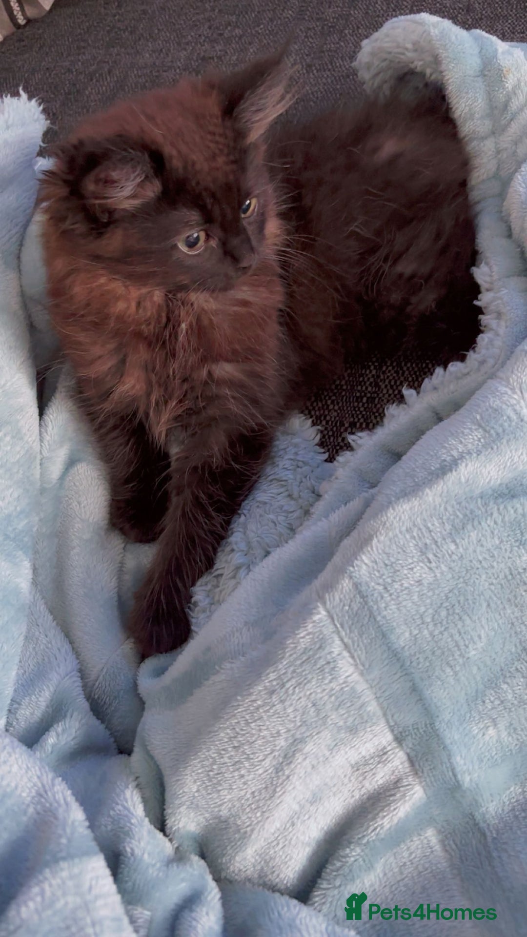 Persian cats for sale: Black long hair  - Image 2