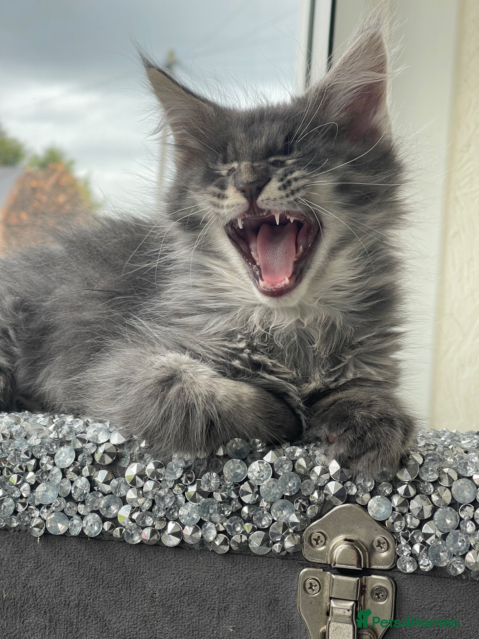 Maine Coon cats Maine Coon boy  - Advert 11