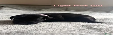 Cockerdor Puppy - Light Pink