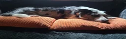 Border Collie dogs for sale: Blue merle bi eyed male for rehome in Huddersfield - Advert 3