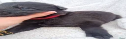 German Shepherd dogs for sale: German shepherd pups in HULL - Advert 18