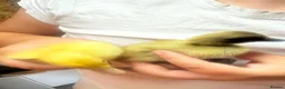 Chickens poultry for sale: Chickens and chicks read description - Advert 10