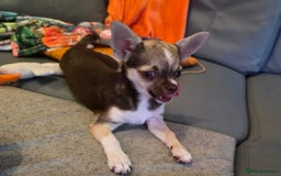 Chihuahua dogs for sale: Looking For Loving Family 🔥❤️ in Basildon - Image 8