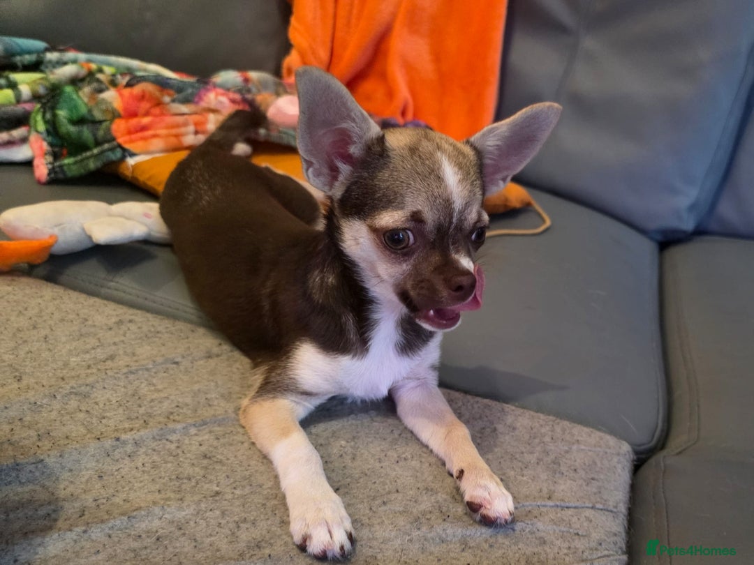 Chihuahua dogs for sale: Looking For Loving Family 🔥❤️ in Basildon - Image 8