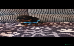 Mixed Breed dogs for sale: Dachshund x Chiwawa  - Image 1