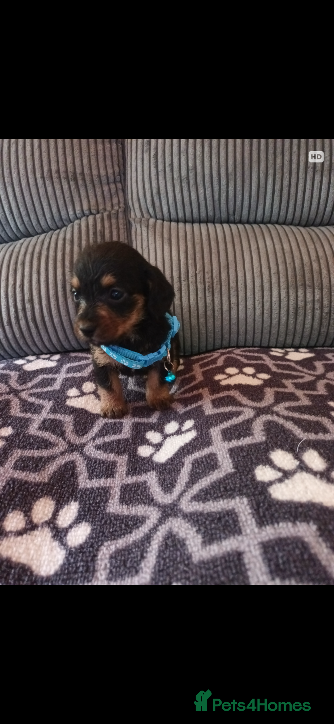 Mixed Breed dogs for sale: Dachshund x Chiwawa  - Image 1