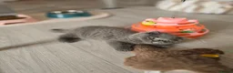 British Shorthair cats for sale: Championship Lines Bridgerton Litter - Advert 26