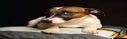 Jack Russell dogs for sale: young Jack Russell  in Motherwell - Advert 1