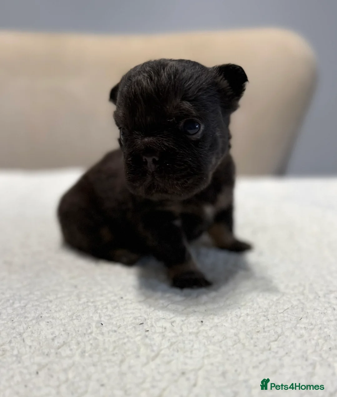 French Bulldog dogs for sale: Full fluffy French bulldogs  - Advert 6