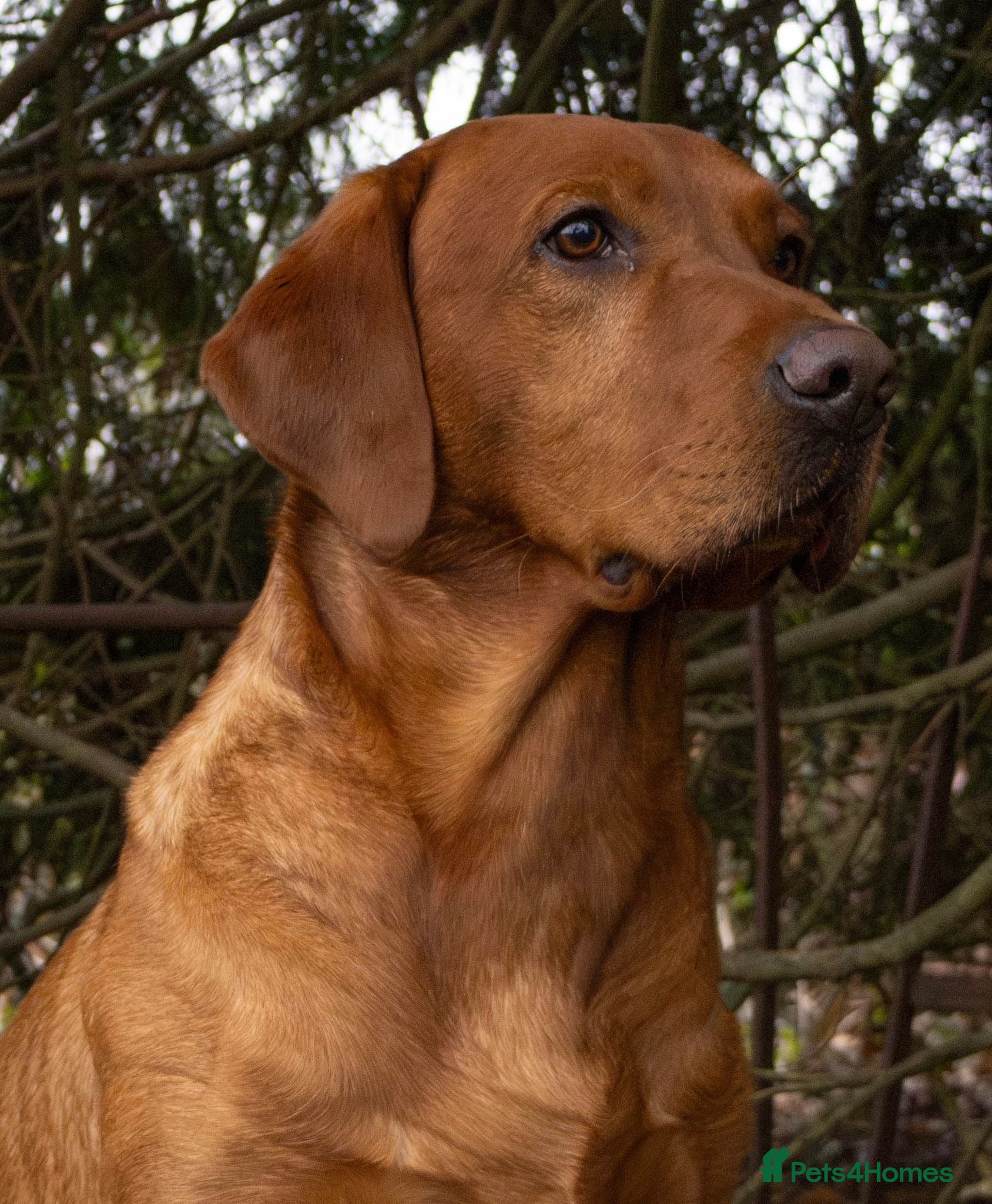 Labrador Retriever dogs Fox Red Labrador Fully Health Tested KC Registered - Advert 5