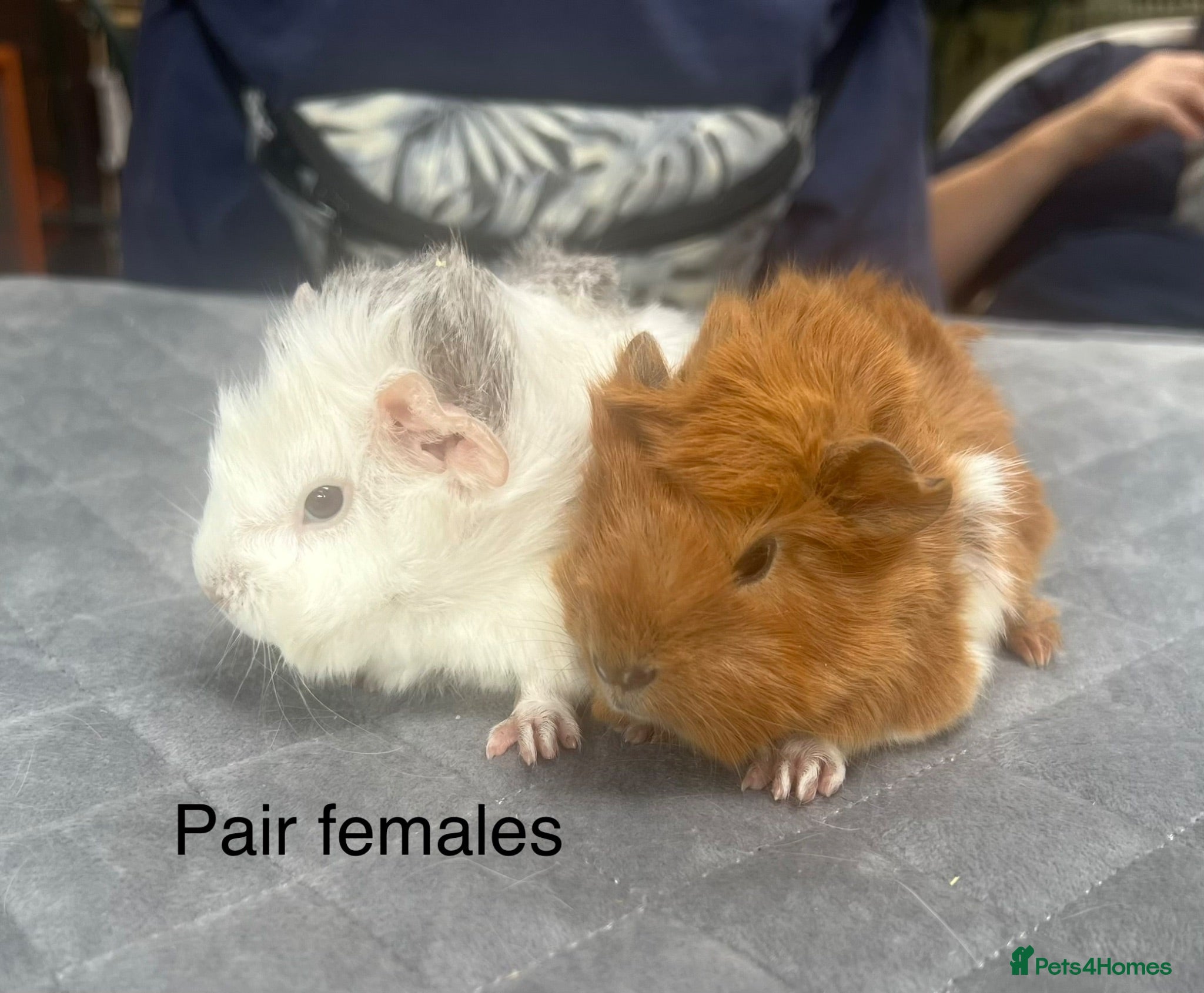 Guinea Pig rodents Lovely baby guinea pigs for sale  - Advert 2