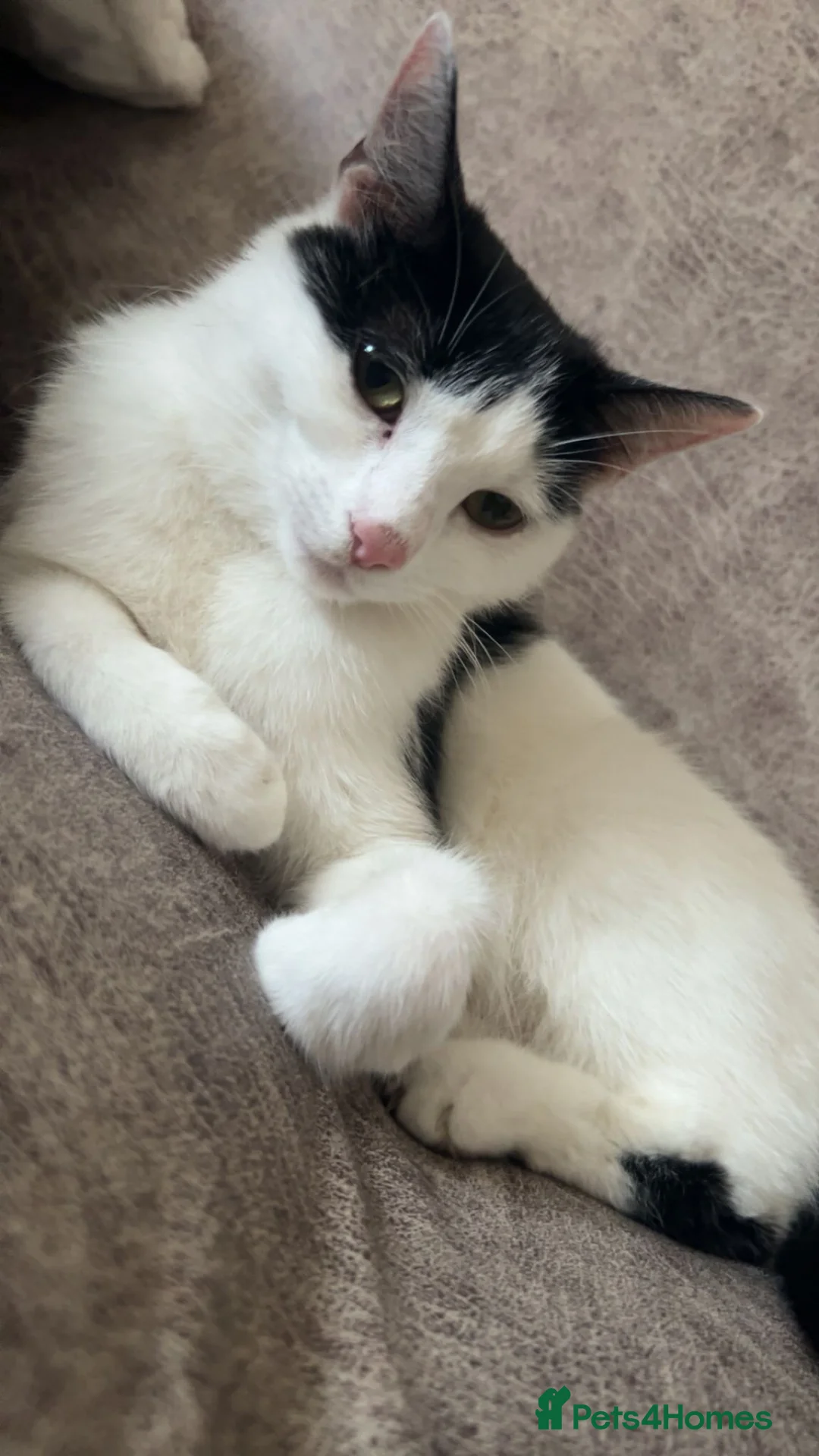 Domestic Shorthair cats for sale:  **  kitten  in Bolton - Advert 8