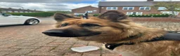German Shepherd dogs for sale: German shepherd 2 year old  - Advert 12