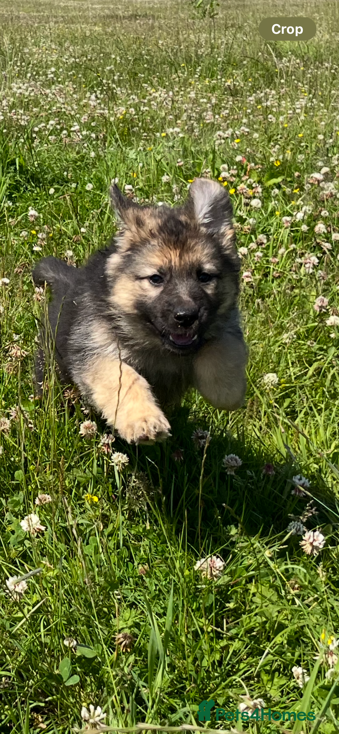 German Shepherd dogs for sale: German shepherd pups - Image 3